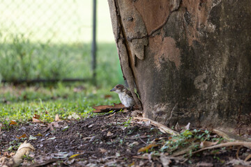 Kookaburra resting at the base of a eucalyptus tree in brisbane