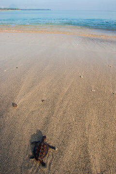 hatched turtle at beach, Lombok
