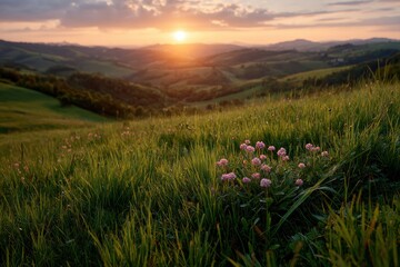 Fototapeta premium Beautiful landscape field flowers sunset scenic countryside view