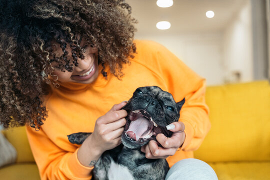 Young woman playing with her french bulldog at home, opening its mouth