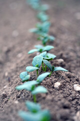 cucumber seedling