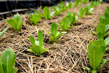 Young Green Oak Lettuce in a planting tray