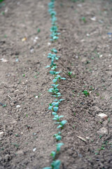 cucumber seedling