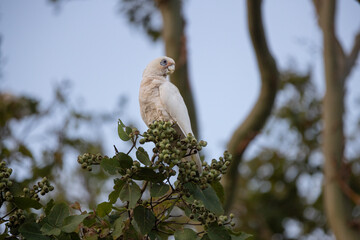 Little corella perched on eucalyptus tree branch eating berries