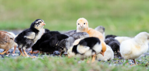 Group of Cute Colorful Chicks on Green Grass in Natural Light