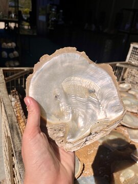 Clam shell