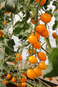 Ripe cherry tomatoes
