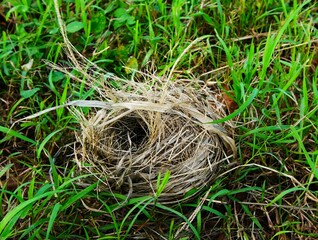bird's nest that fell in the grass, bird's nest made of dry grass and small fallen twigs
