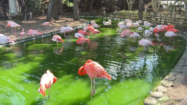 A group of flamingos are standing and resting in and around a small green pond surrounded by trees, rocks, and shaded areas in a natural-looking outdoor enclosure. most of the flamingos are standing o