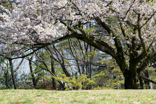 Cherry blossom Sakura tree