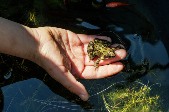 Hand with a frog.