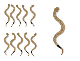 Prairie Rattlesnake Animal Animation Sequence Cartoon Vector