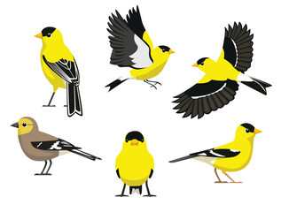 Bird American Goldfinch Various Poses Fly Cartoon Vector