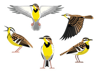 Bird Western Meadowlark Various Poses Fly Cartoon Vector