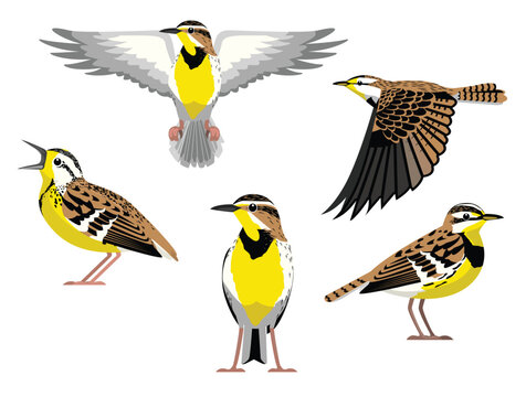 Bird Western Meadowlark Various Poses Fly Cartoon Vector