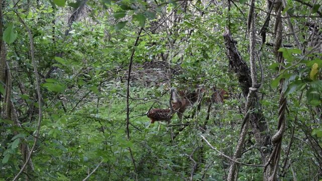 Deer and fawn drinking milk in forest