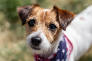 Cute pet dog wearing stars and stripes bandana outdoors