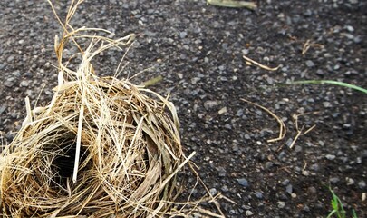 bird's nest that fell on the asphalt, bird's nest made of dry grass and small twigs that fell