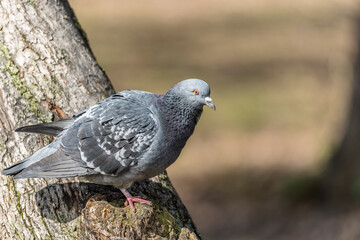 The fat pigeon sitting on a branch.