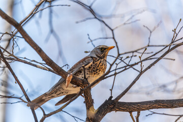 Fieldfare is sitting on branch in winter or autumn on blue sky background.