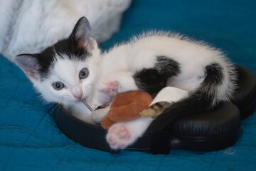 Close-up of a black & white kitty with blue eyes.