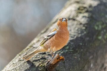 Common chaffinch, Fringilla coelebs, sits on a tree. Common chaffinch in wildlife.