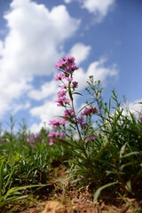 pink flowers against blue sky