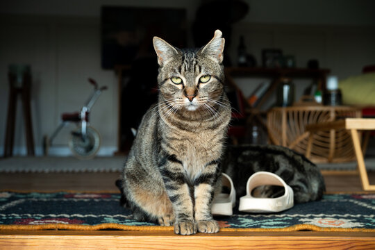 Two tiger cats in living room 
