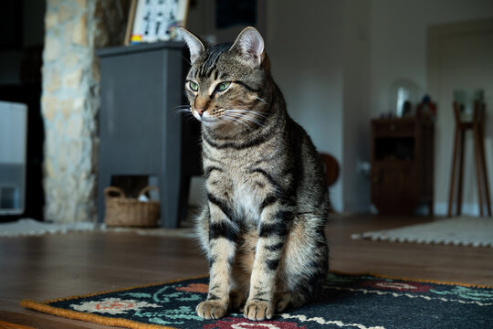 A tiger cat in living room 
