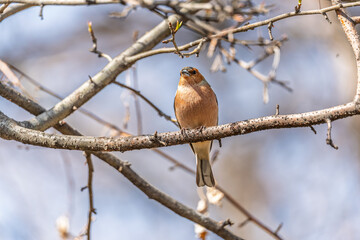 Common chaffinch, Fringilla coelebs, sits on a tree. Common chaffinch in wildlife.