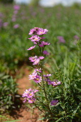 pink flowers in the garden
