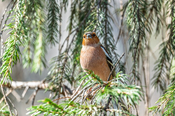 Common chaffinch, Fringilla coelebs, sits on a tree. Common chaffinch in wildlife.