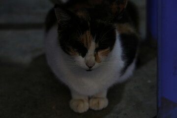 cat on the window