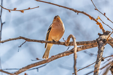 Common chaffinch, Fringilla coelebs, sits on a tree. Common chaffinch in wildlife.