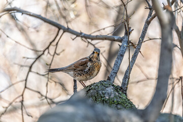 Fieldfare is sitting on branch in winter or autumn on blue sky background.