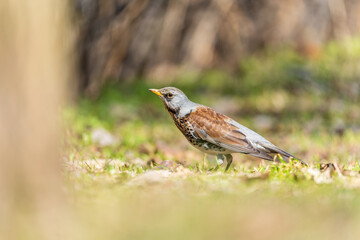 Wood bird Fieldfare, Turdus pilaris, on a sprng lawn.