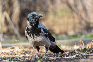 Hooded crow, corvus cornix, standing on the lawn in the spring or summer