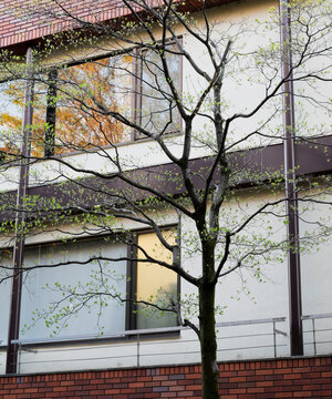 Leafing tree in front of modern building with large windows
