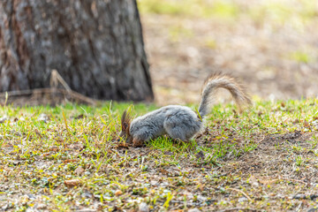 Squirrel in autumn or spring with nut on the green grass with fallen yellow leaves