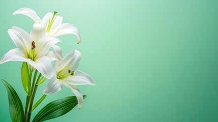Fototapeta premium Elegant White Lilies Against a Mint Green Background