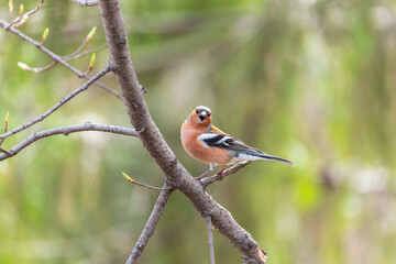 Common chaffinch, Fringilla coelebs, sits on a tree. Common chaffinch in wildlife.