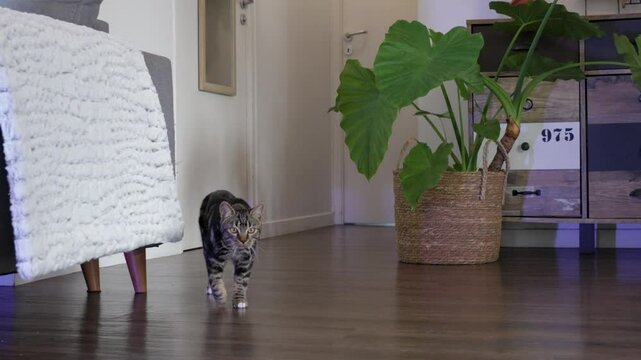 Tabby cat walks on wooden floor in a cozy, modern living room with plants and decor