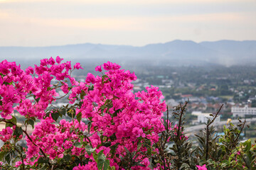 Vibrant pink Bougainvillea flowers cascade against a soft-focus urban skyline. Perfect for Mediterranean garden concepts, travel blogs, or spa branding. 