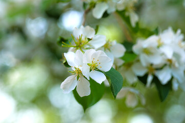 apple tree flowers macro blossom spring bloom floral close-up garden delicate beauty