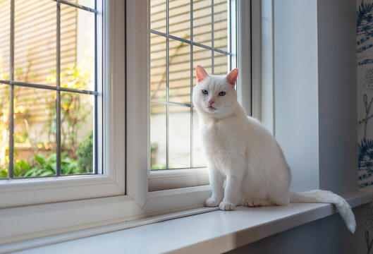White cat with blue eyes sitting by a window indoors