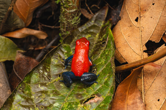 Poison dart frog on green leaf