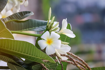 Fragrant plumeria (frangipani) flowers on a blurred background - perfect for summer, travel and spa branding