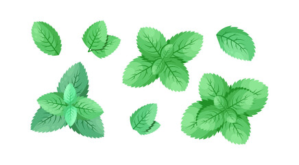 Minimalistic Mint Leaves or Mint Leaf Peppermint, Mint Flavour or Mint Logo Herb Nature Botanical in Vector Illustration