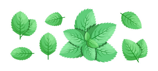 Minimalistic Mint Leaves or Mint Leaf Peppermint, Mint Flavour or Mint Logo Herb Nature Botanical in Vector Illustration © kawacreative