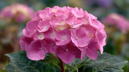 Fototapeta premium ピンクの紫陽花